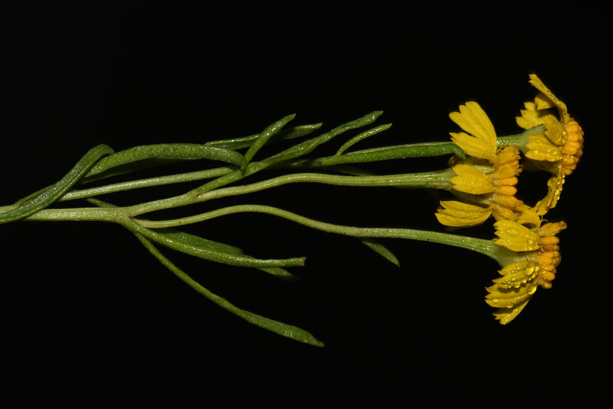Hymenoxys richardsonii var. floribunda (Colerado rubberweed) — photo