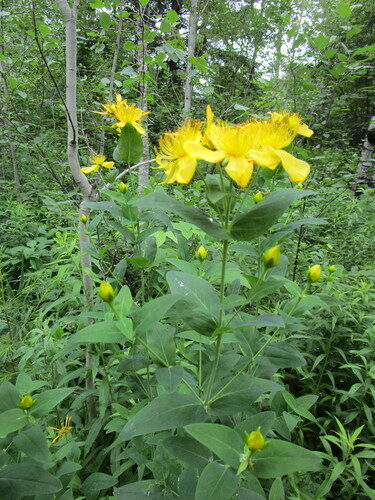Hypericum ascyron (Great Saint John's Wort) — photo