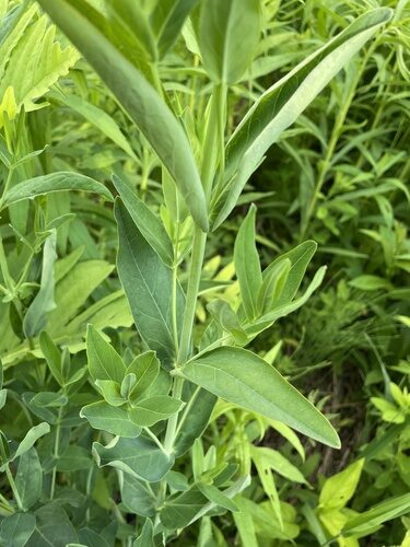 Hypericum ascyron (Great Saint John's Wort) — photo
