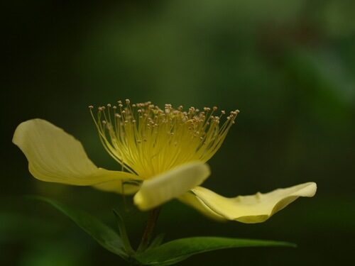 Hypericum ascyron