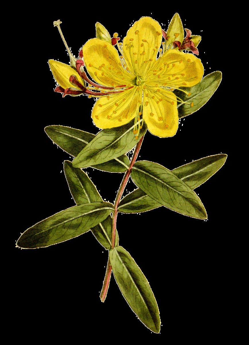 Hypericum attenuatum — photo