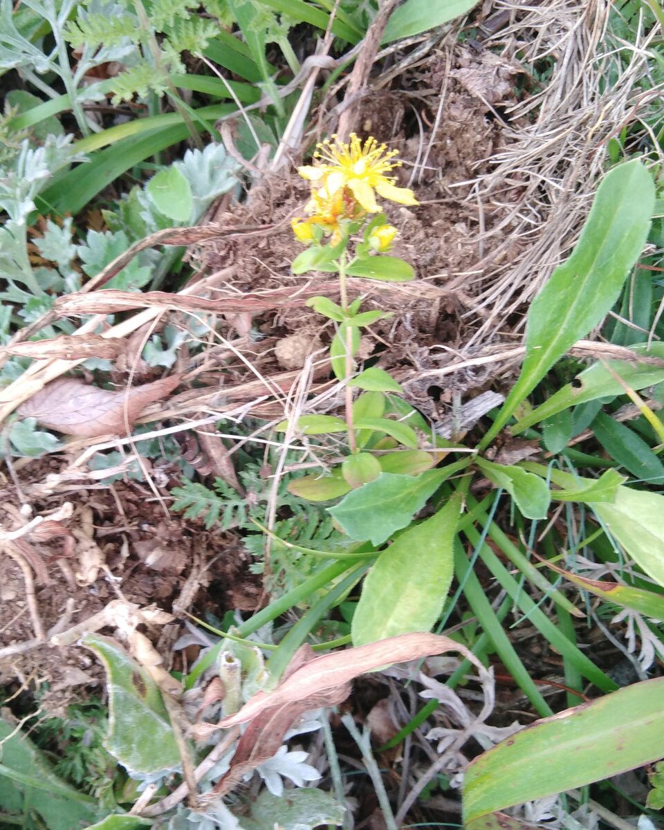 Hypericum attenuatum