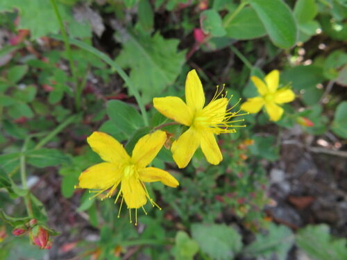 Hypericum erectum — photo