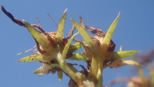 Hypericum perforatum (St. John's Wort) — photo