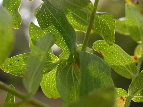 Hypericum perforatum (St. John's Wort) — photo