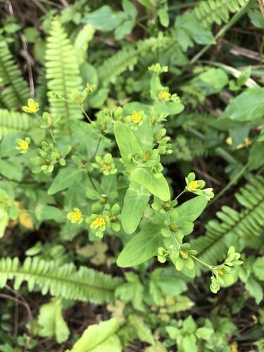 Hypericum sampsonii — photo