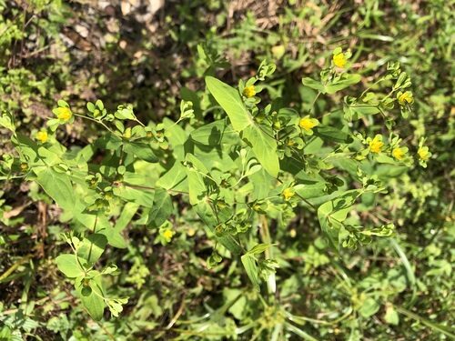 Hypericum sampsonii