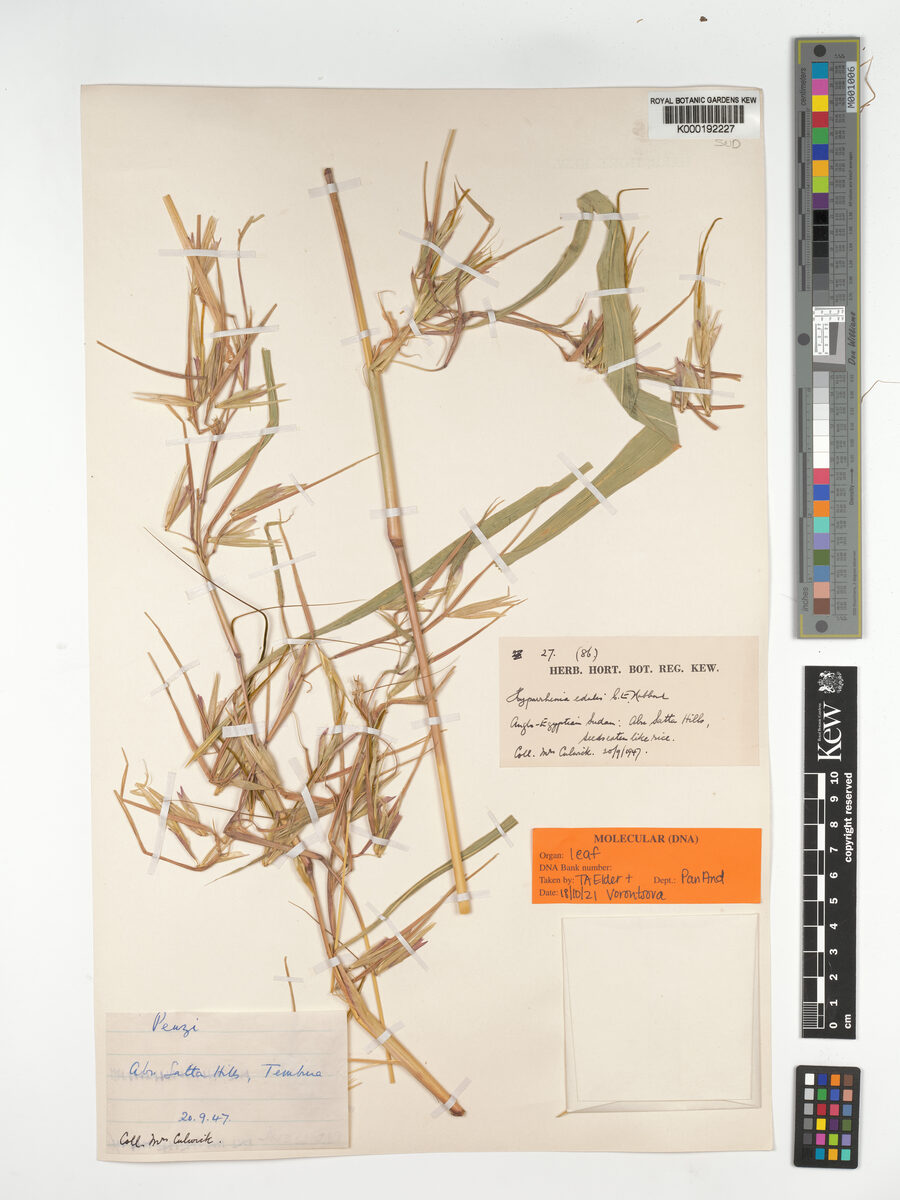Hyperthelia edulis — photo
