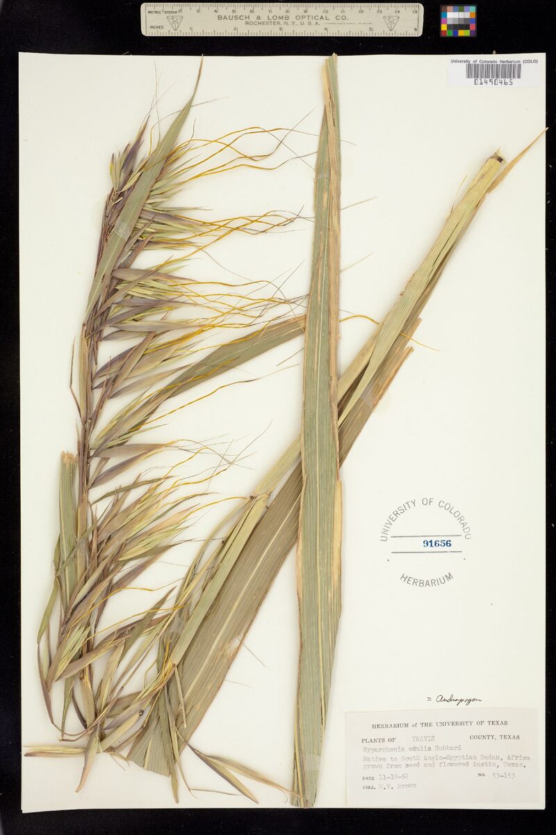 Hyperthelia edulis