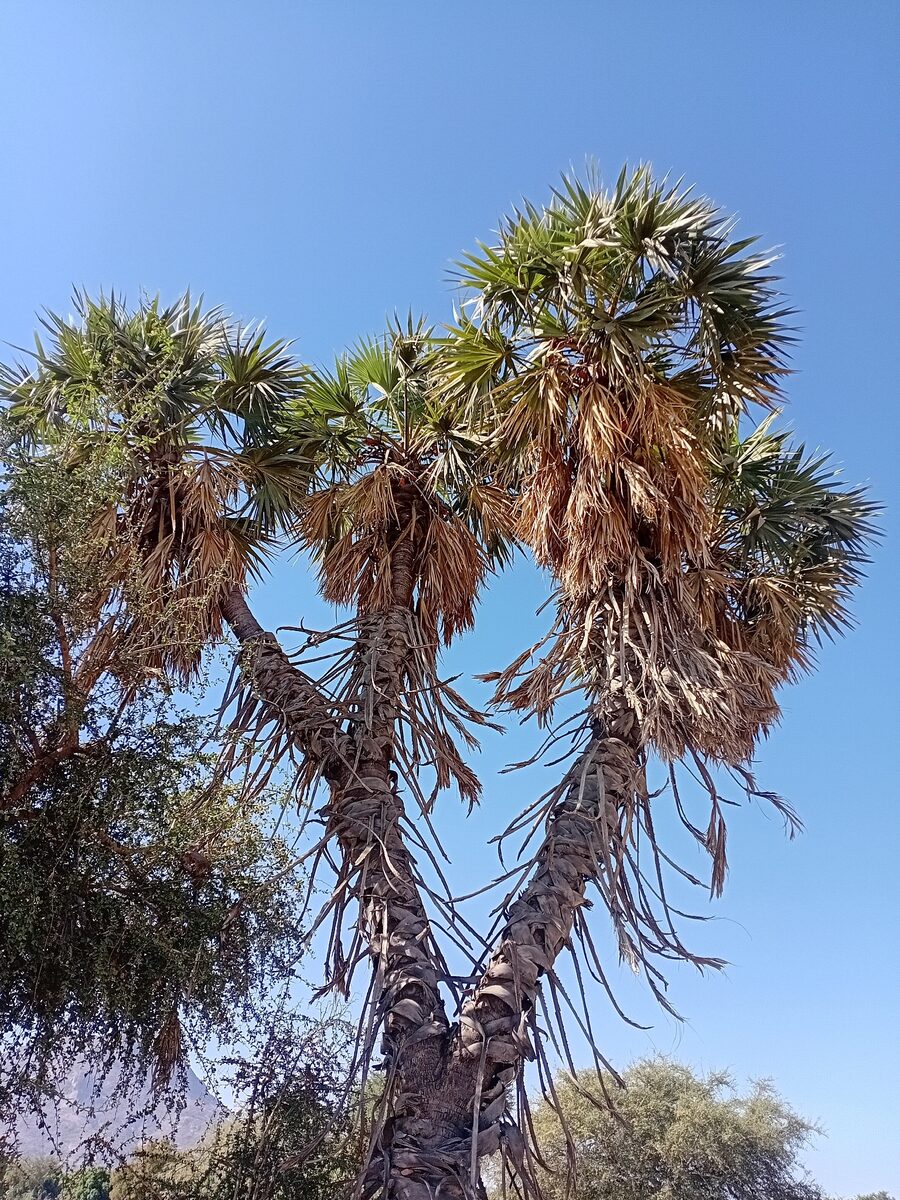 Hyphaene thebaica - (L.) Mart. (Doum Palm. Gingerbread palm.) — photo