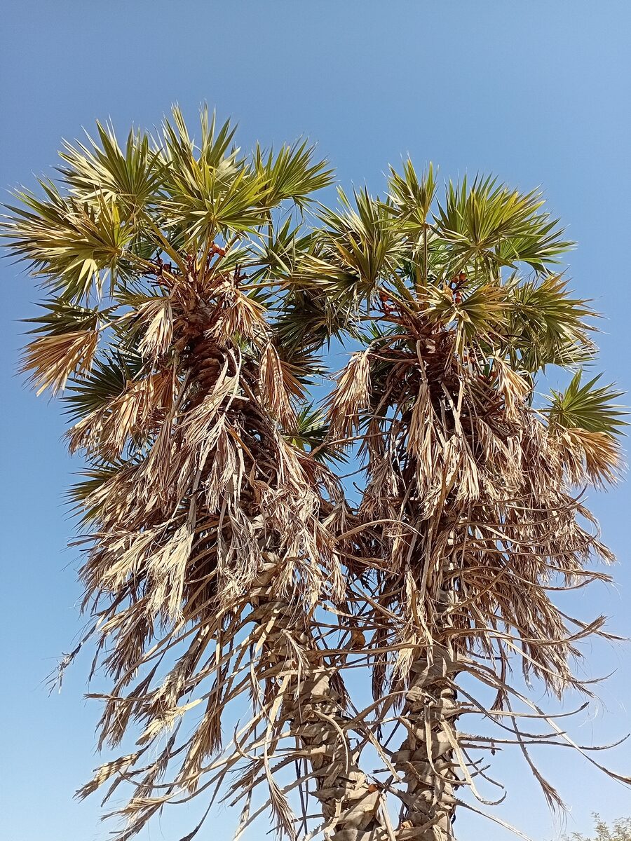 Hyphaene thebaica - (L.) Mart. (Doum Palm. Gingerbread palm.) — photo