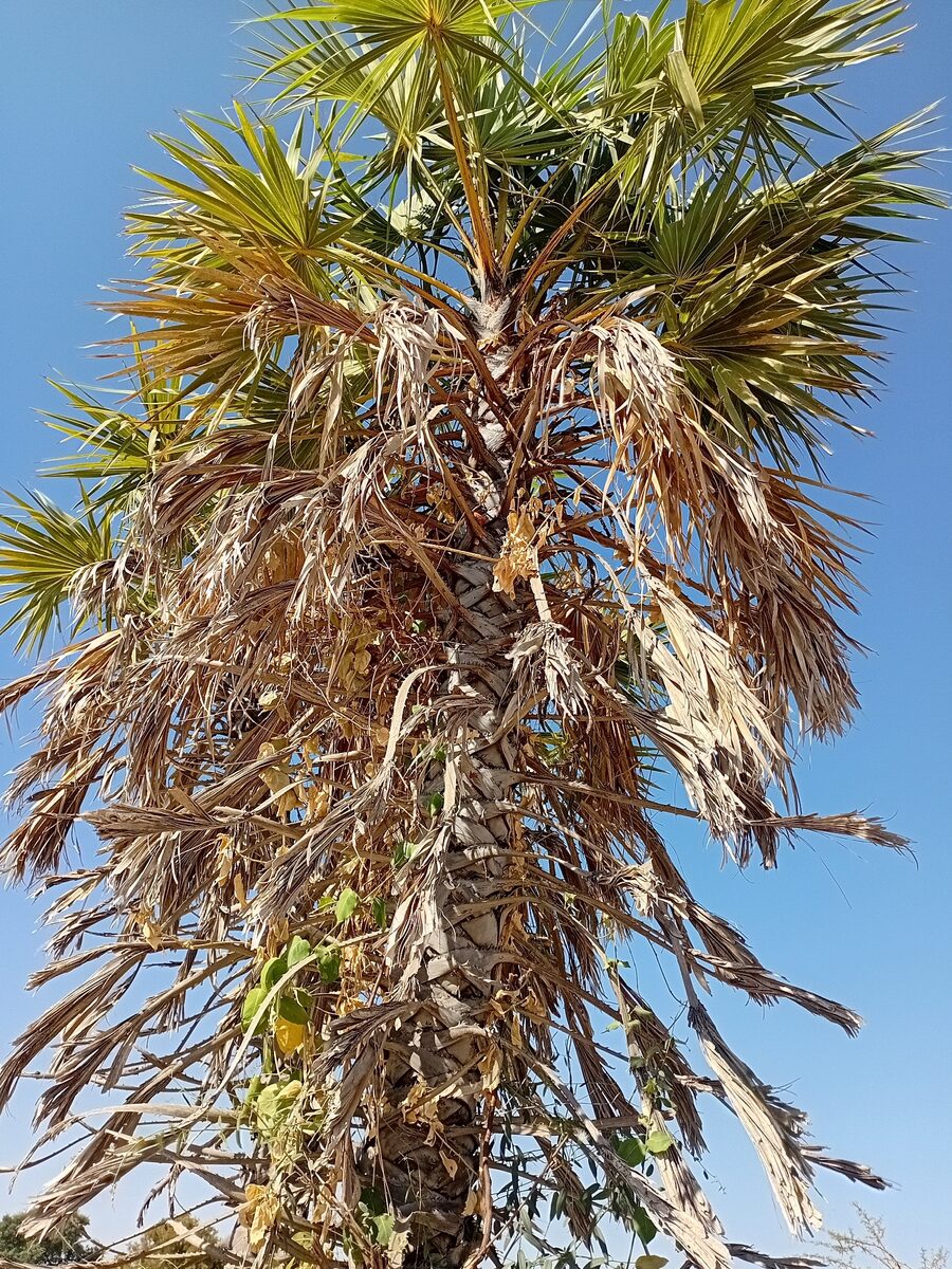 Hyphaene thebaica - (L.) Mart.
