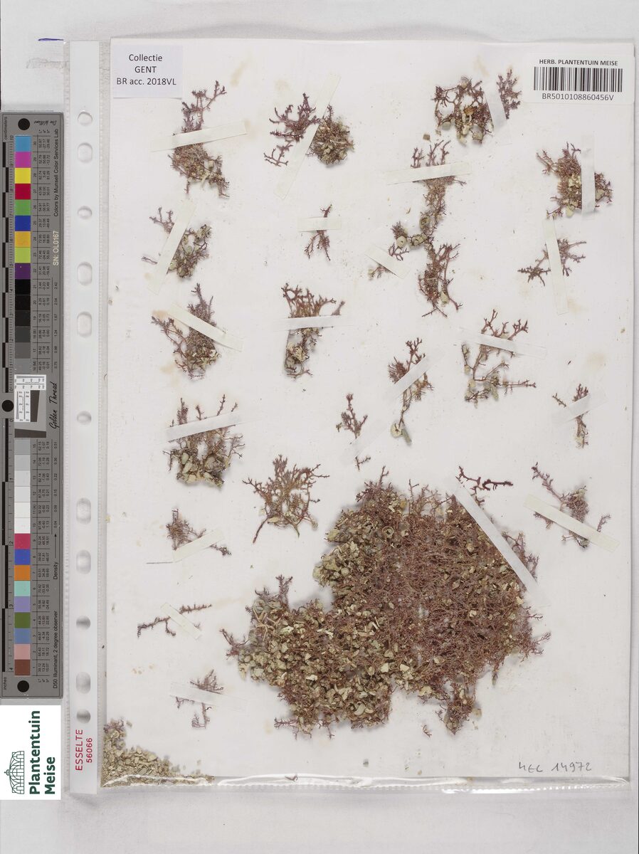 Hypnea saidana — photo