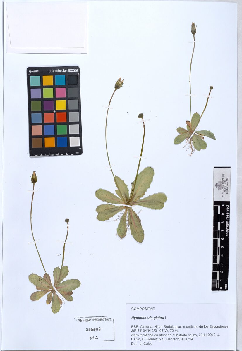Hypochoeris glabra (Smooth Cat's Ear) — photo