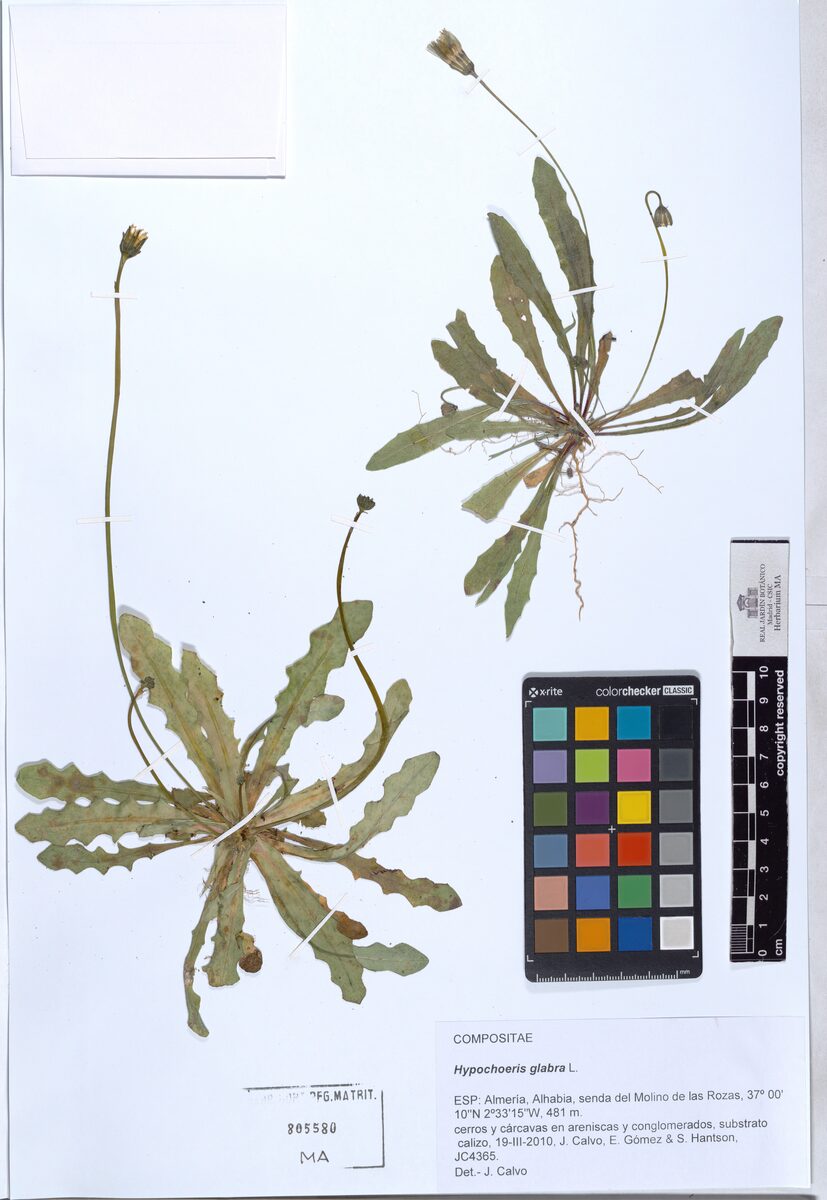 Hypochoeris glabra (Smooth Cat's Ear) — photo