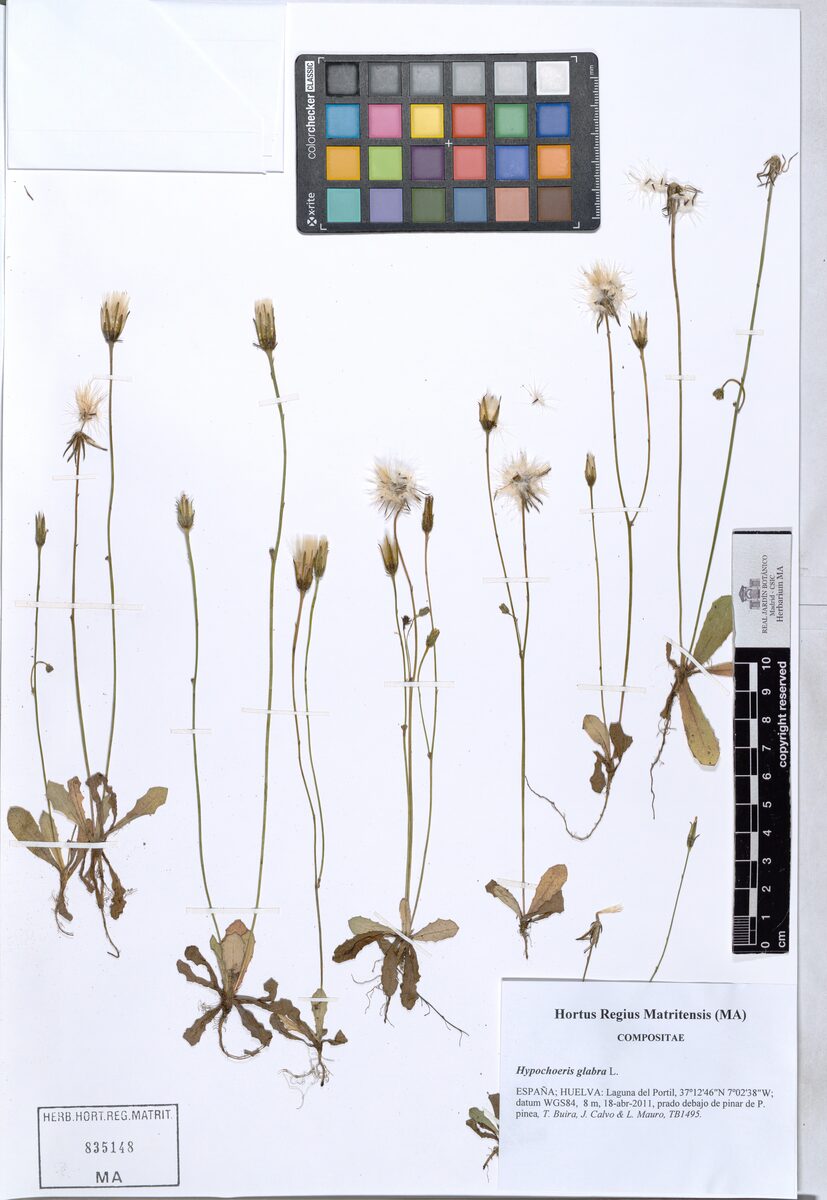 Hypochoeris glabra