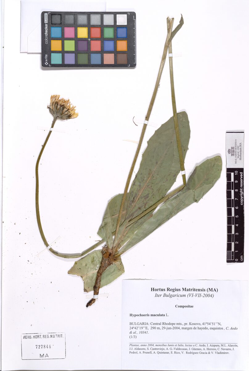 Hypochoeris maculata (Spotted Hawkweed) — photo