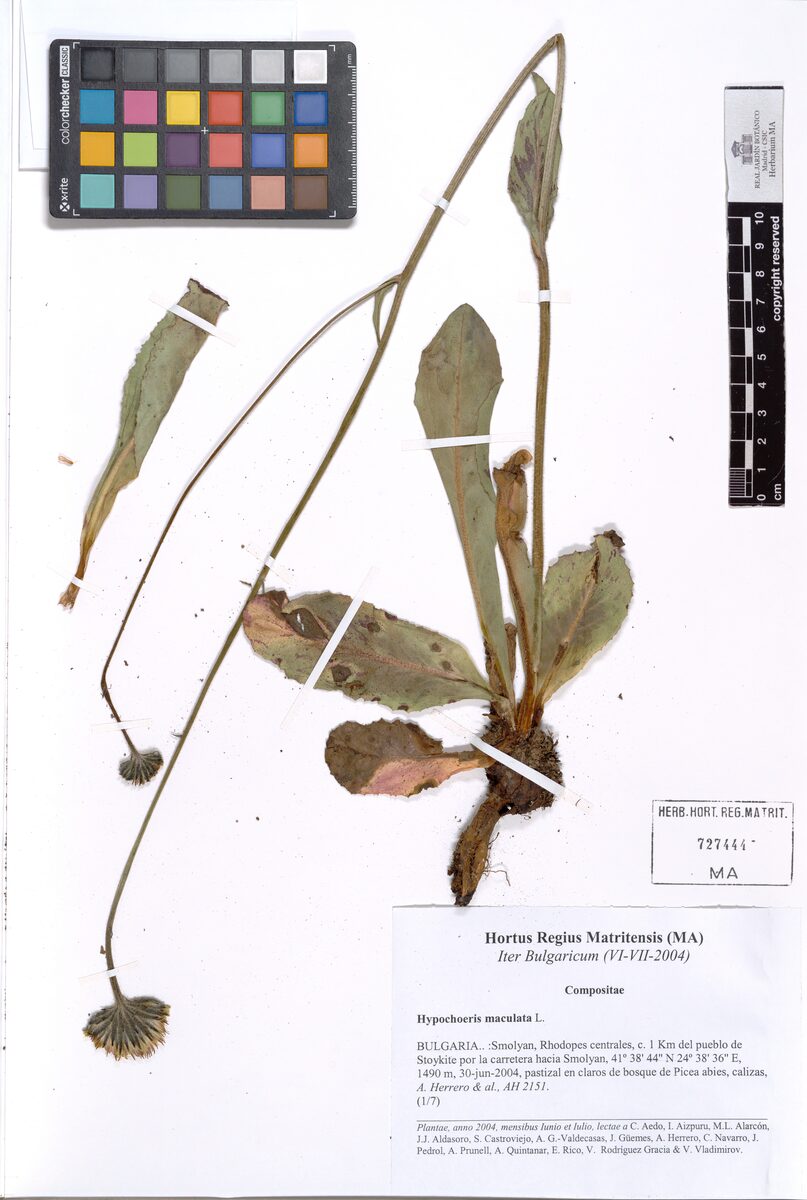 Hypochoeris maculata