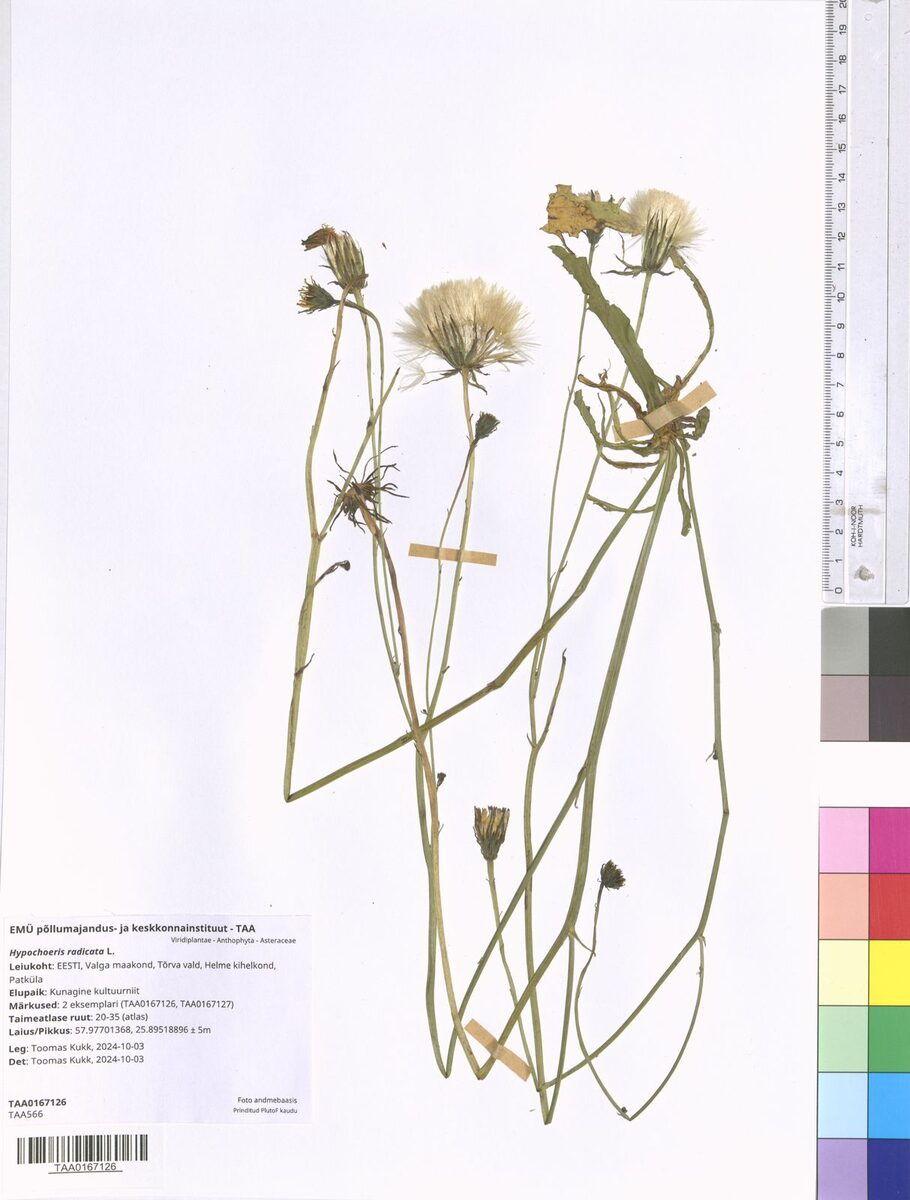 Hypochoeris radicata (Cat's Ear) — photo