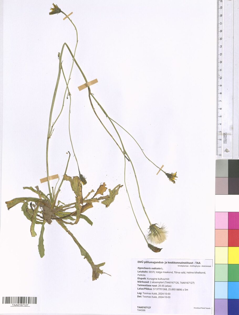 Hypochoeris radicata (Cat's Ear) — photo