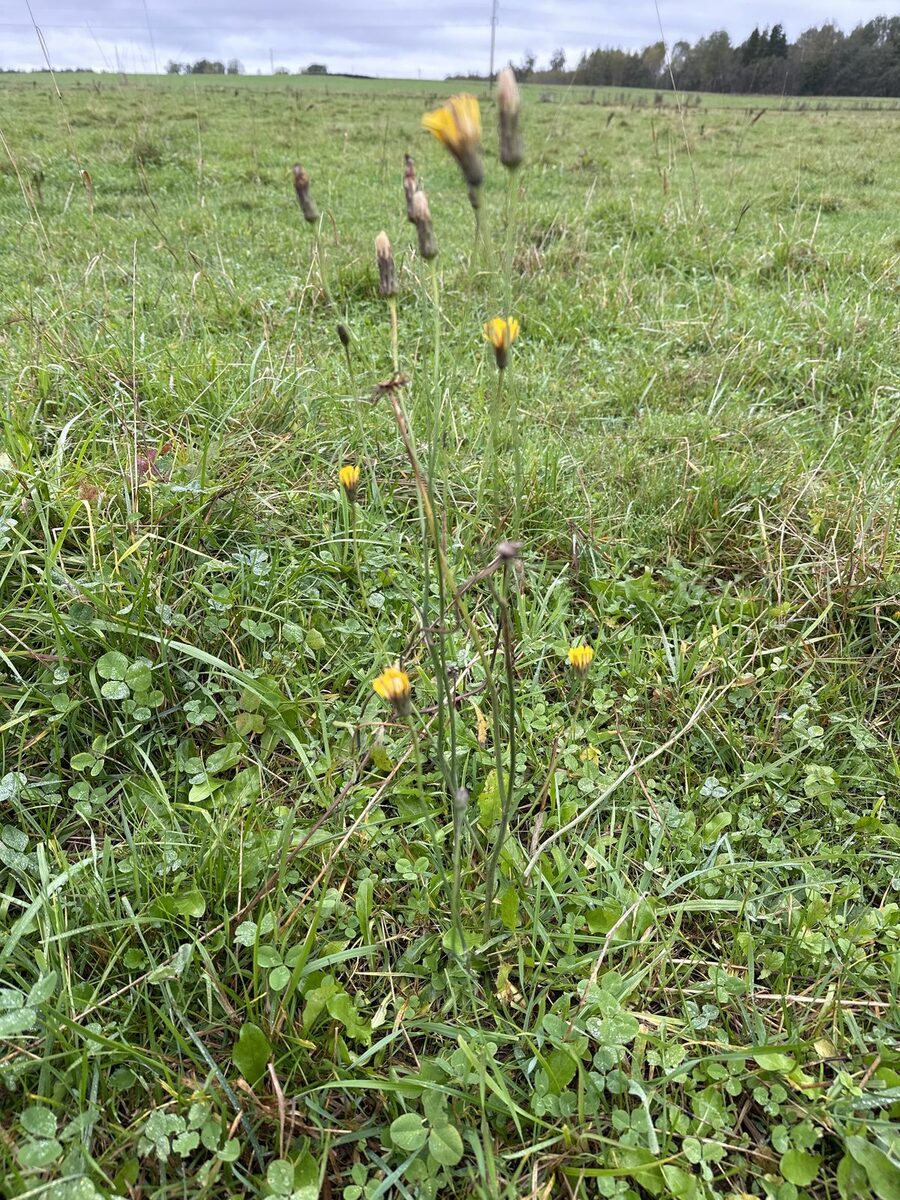 Hypochoeris radicata