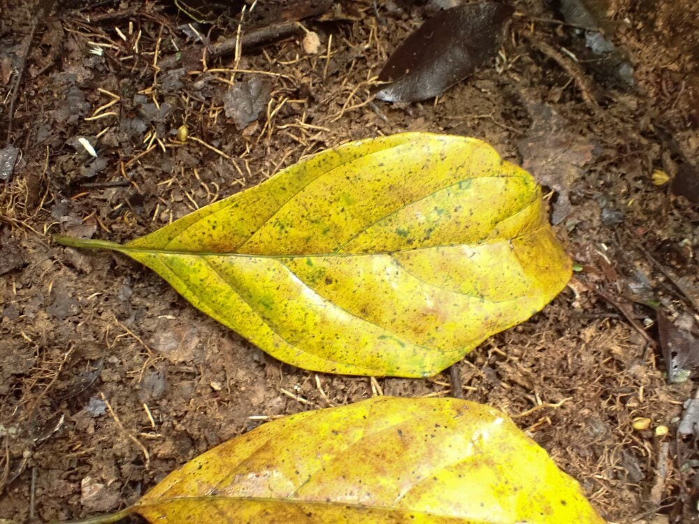 Hypodaphnis zenkeri — photo
