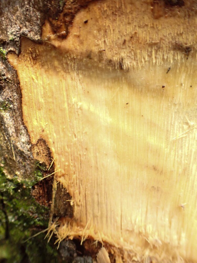 Hypodaphnis zenkeri — photo