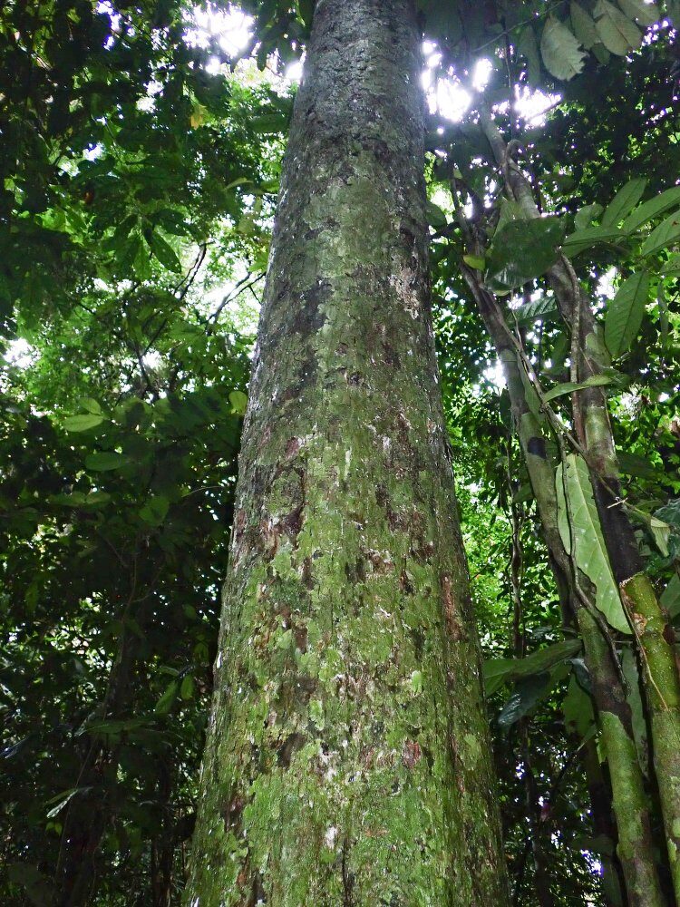 Hypodaphnis zenkeri