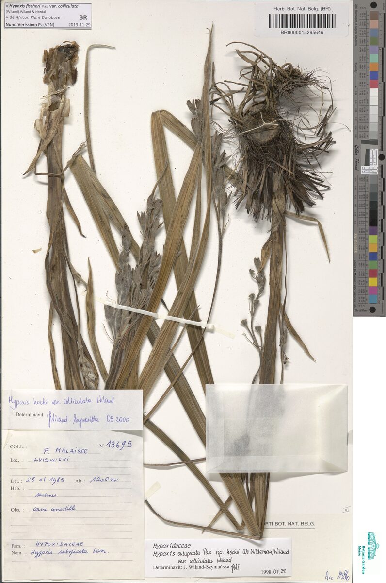 Hypoxis fischeri var. colliculata — photo