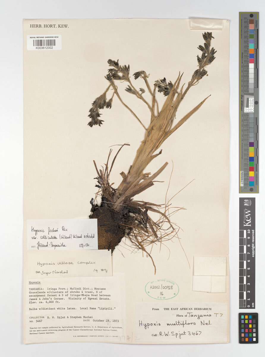 Hypoxis fischeri var. colliculata — photo