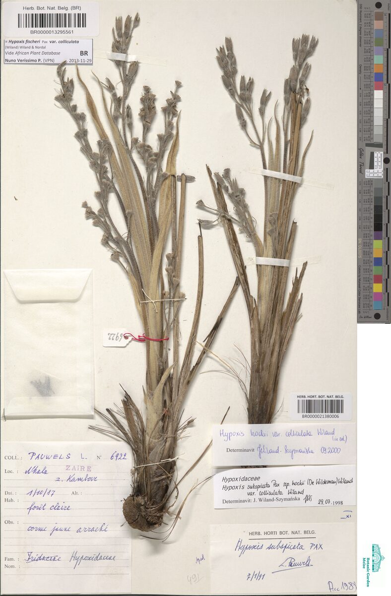 Hypoxis fischeri var. colliculata