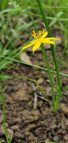 Hypoxis hygrometrica (Golden Weather Glass) — photo