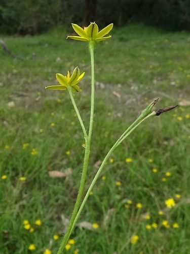 Hypoxis hygrometrica (Golden Weather Glass) — photo