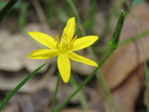 Hypoxis hygrometrica