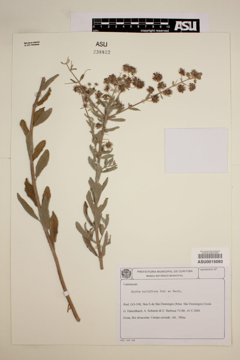 Hyptis multiflora — photo