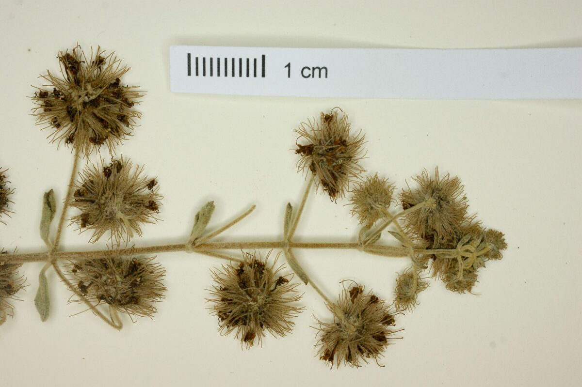 Hyptis multiflora — photo