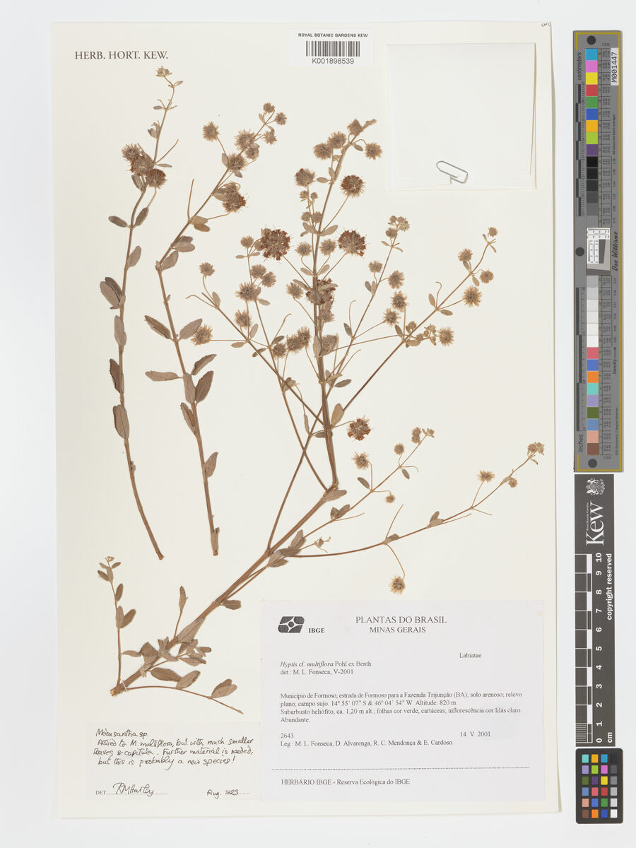 Hyptis multiflora