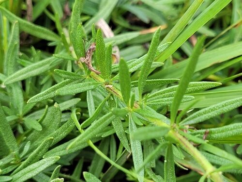 Hyssopus officinalis (Hyssop) — photo