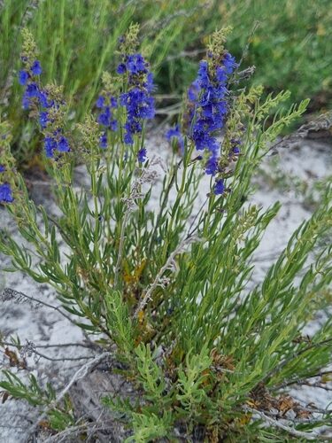 Hyssopus officinalis (Hyssop) — photo