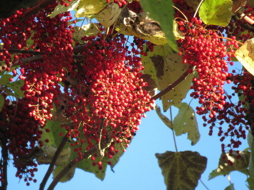 Flacourtiaceae