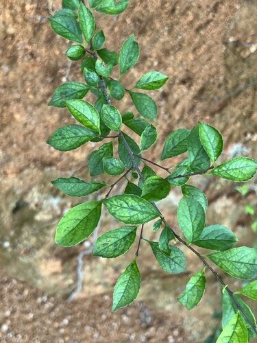 Ilex aculeolata