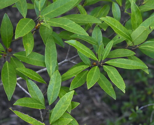 Ilex cassine (Cassine) — photo