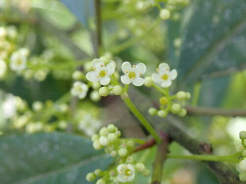 Ilex cassine (Cassine) — photo