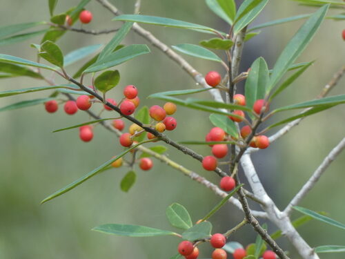 Ilex cassine