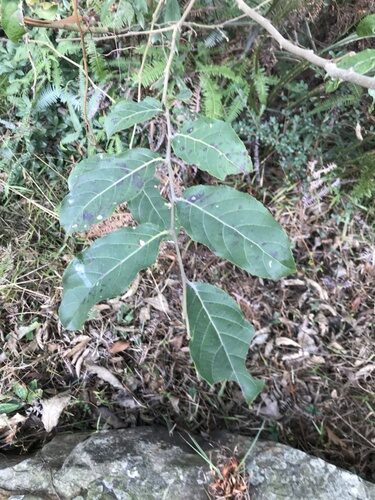 Ilex chapaensis