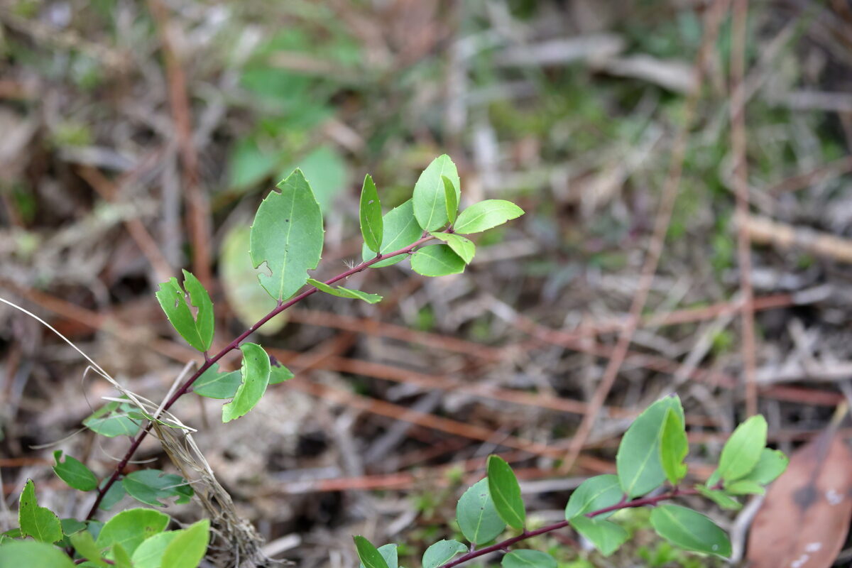 Ilex coriacea - (Pursh.)Chapm. (Large Gallberry) — photo