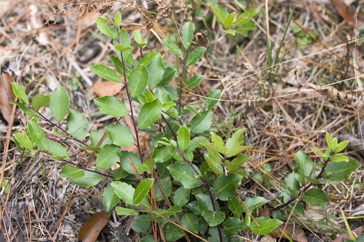Ilex coriacea - (Pursh.)Chapm. (Large Gallberry) — photo