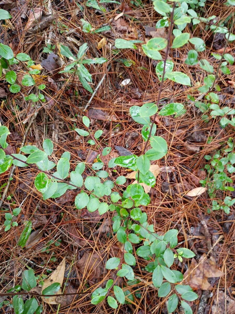 Ilex coriacea - (Pursh.)Chapm.