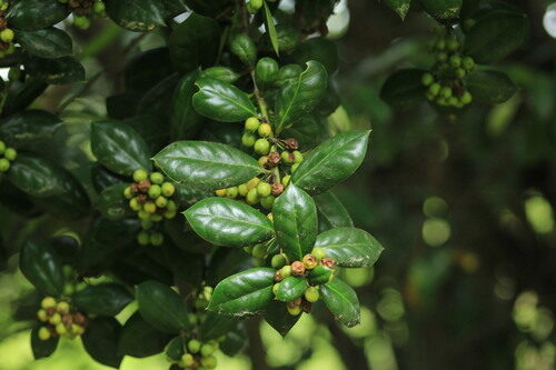 Ilex cornuta (Horned Holly) — photo