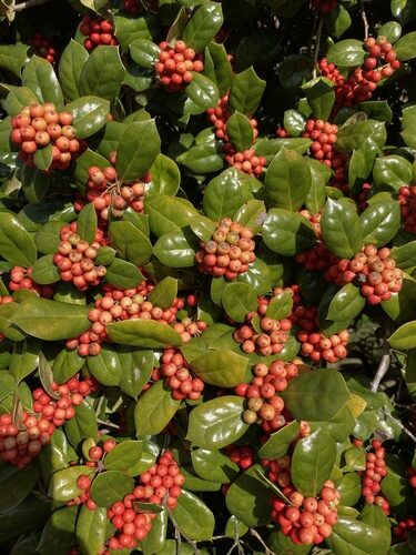 Ilex cornuta (Horned Holly) — photo
